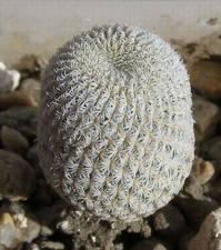 Epithelantha micromeris PAN4774 Navajo  FG