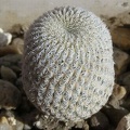 Epithelantha micromeris PAN4774 Navajo  FG