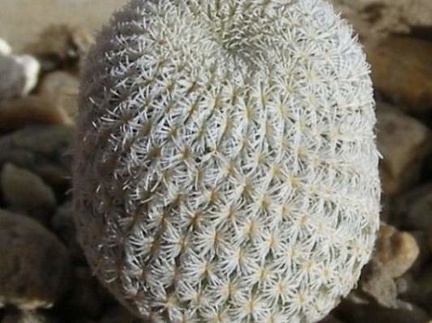 Epithelantha micromeris PAN4774 Navajo  FG