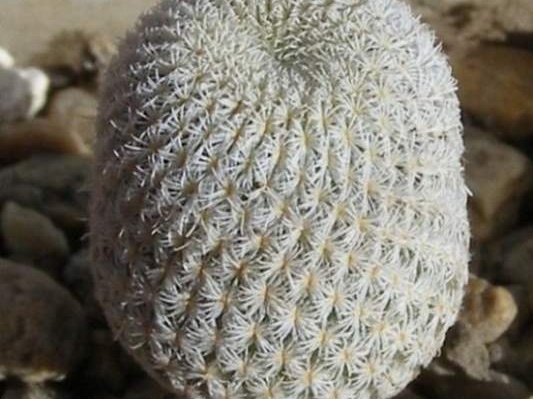 Epithelantha micromeris PAN4774 Navajo  FG