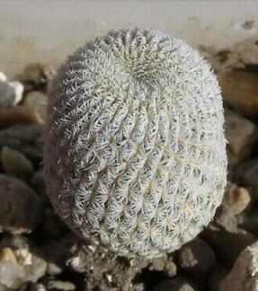 Epithelantha micromeris PAN4774 Navajo  FG