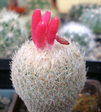 Epithelantha micromeris Tit FG