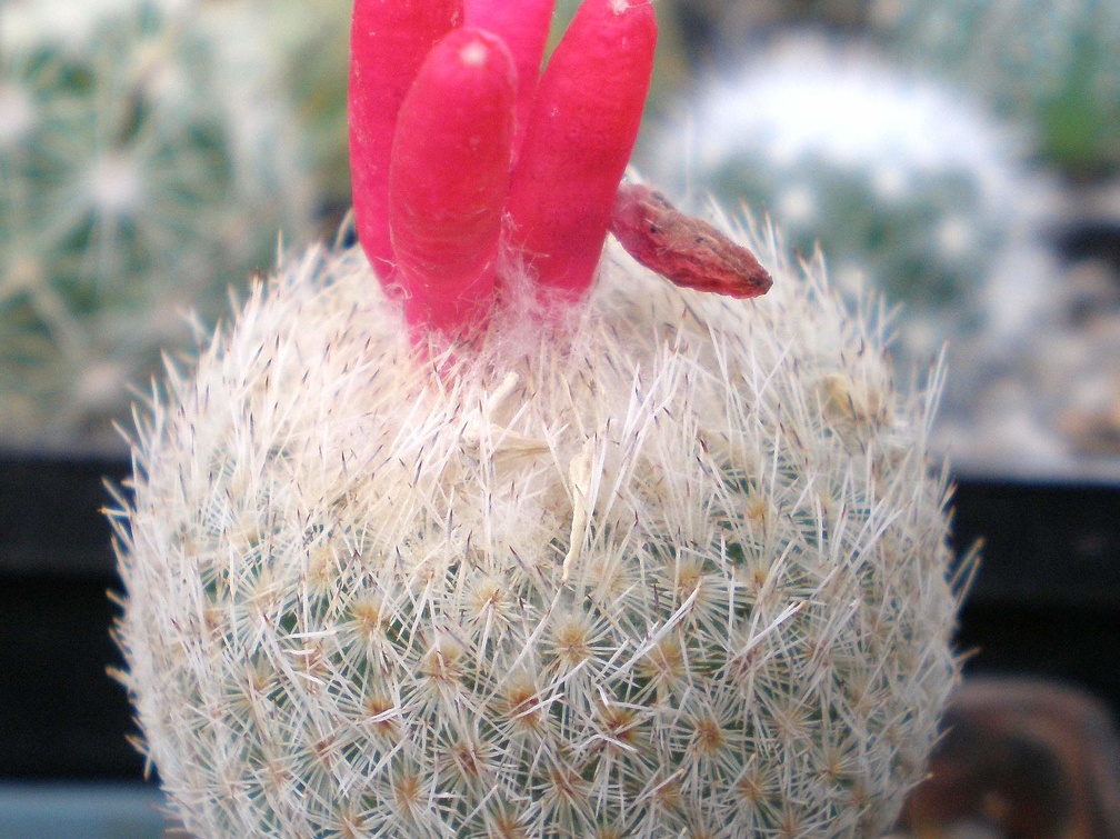 Epithelantha micromeris Tit FG