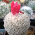 Epithelantha micromeris Tit FG