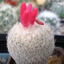 Epithelantha micromeris Tit FG