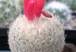 Epithelantha micromeris Tit FG