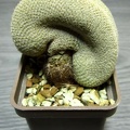 Epithelantha micromeris fa cristata