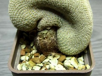 Epithelantha micromeris fa cristata