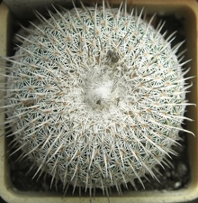 Epithelantha micromeris ssp  unguispina