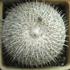 Epithelantha micromeris ssp  unguispina