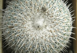 Epithelantha micromeris ssp  unguispina