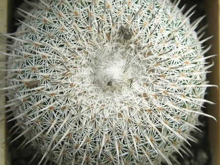 Epithelantha micromeris ssp  unguispina