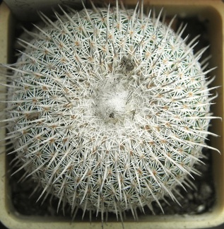 Epithelantha micromeris ssp  unguispina