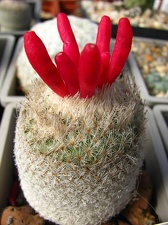 Epithelantha micromeris v rufispina