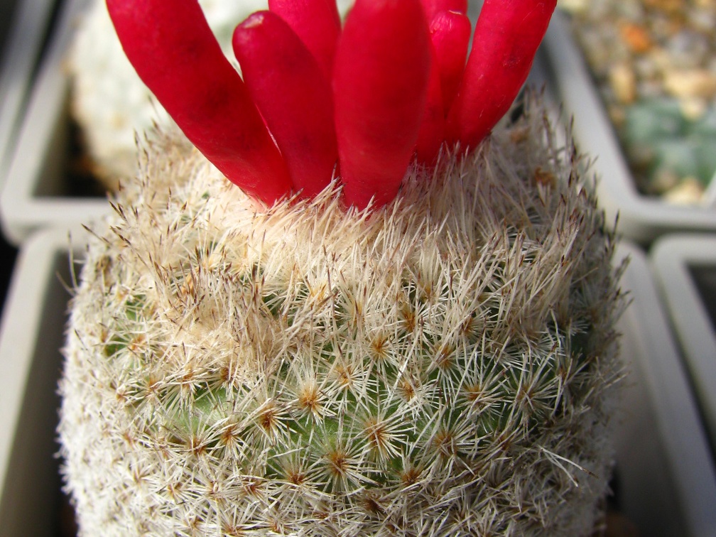 Epithelantha micromeris v rufispina