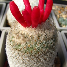 Epithelantha micromeris v rufispina