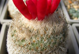 Epithelantha micromeris v rufispina