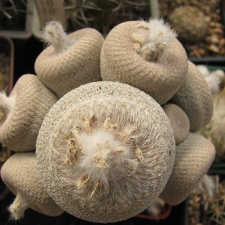 Epithelantha micromeris var  bokei