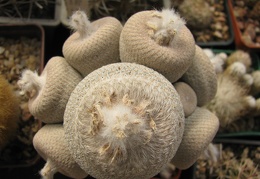 Epithelantha micromeris var  bokei