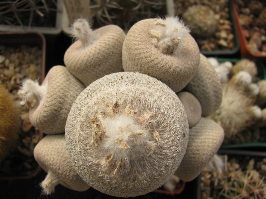 Epithelantha micromeris var  bokei