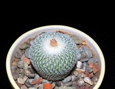 Ph Epithelantha micromeris SB 1327 VitNat