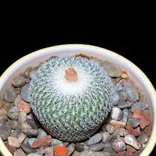 Ph Epithelantha micromeris SB 1327 VitNat