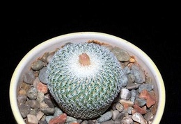 Ph Epithelantha micromeris SB 1327 VitNat