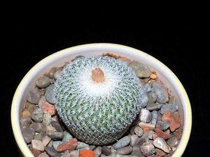 Ph Epithelantha micromeris SB 1327 VitNat