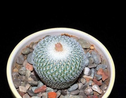 Ph Epithelantha micromeris SB 1327 VitNat