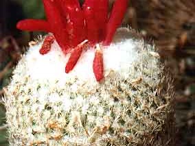 Epithelantha micromeris v. rufispina