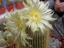 Eriocactus leninghausii