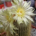 Eriocactus leninghausii