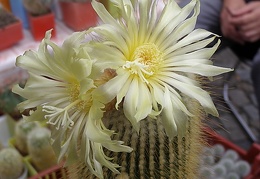 Eriocactus leninghausii