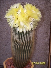 Eriocactus leninghausii - Tamara