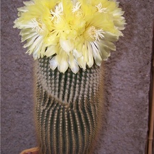 Eriocactus leninghausii - Tamara