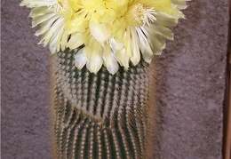 Eriocactus leninghausii - Tamara