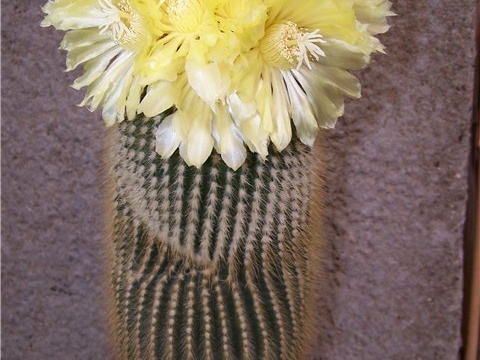 Eriocactus leninghausii - Tamara