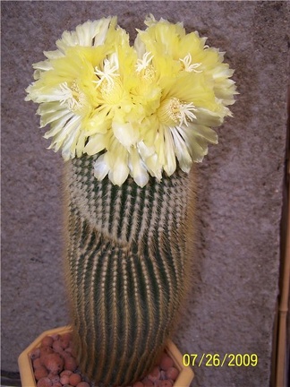 Eriocactus leninghausii - Tamara