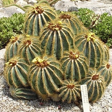 Eriocactus magnificus