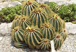 Eriocactus magnificus