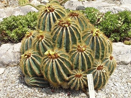 Eriocactus magnificus