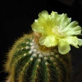 Eriocactus warasii