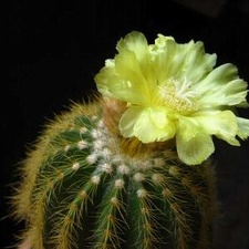 Eriocactus warasii