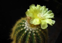 Eriocactus warasii