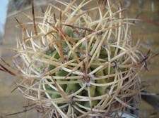 Eriosyce aurata Burzak FG