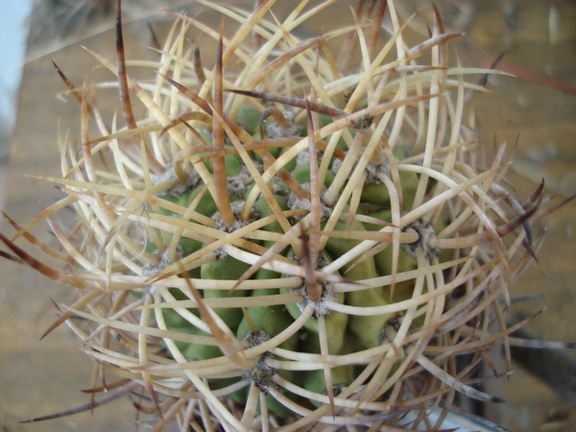 Eriosyce aurata Burzak FG