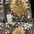 Eriosyce ceratistes