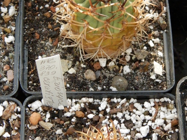 Eriosyce ceratistes