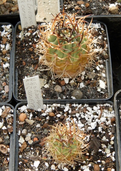 Eriosyce_ceratistes.JPG