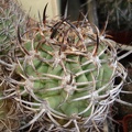 Eriosyce ceratistes Burzak FG